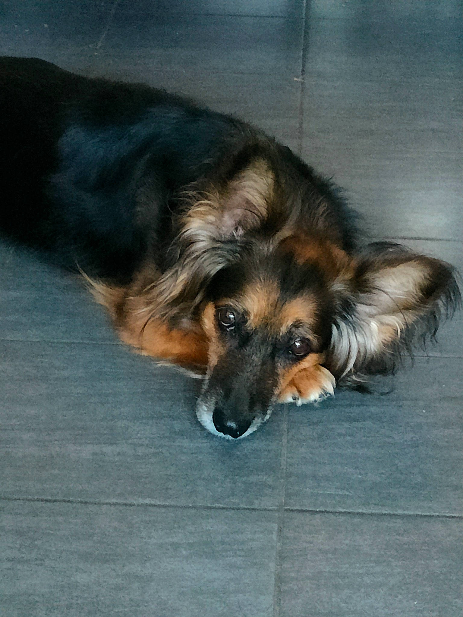 Iloo participe au concours pour gagner de l'argent avec cette photo : canidae, carnivore, companion_dog, dog, dog_breed, flooring, fur, herding_dog, paw, snout, sporting_group, terrestrial_animal, working_dog