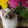 cat, fluffy, curious_eyes, flowers, bouquet, yellow_flowers, pink_flowers, glass_table, indoor, pet, animal, cute, feline, domestic_cat, whiskers, ears, fur, tabletop, closeup, plant