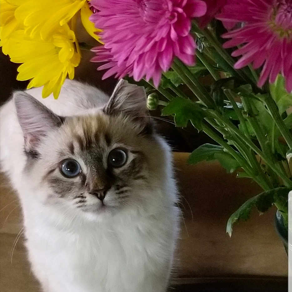 Nala