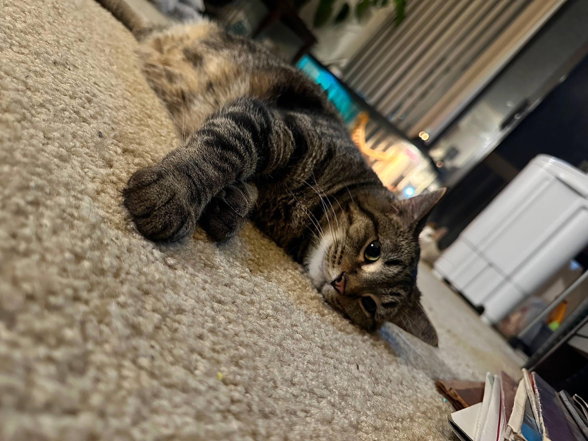 Barb is registered to the contest to win money with this photo: carnivore, cat, claw, domestic_short_haired_cat, felidae, flooring, fur, grass, grey, human_leg, parking, paw, plant, small_to_medium_sized_cats, snout, tail, terrestrial_animal, tree, whiskers, wood