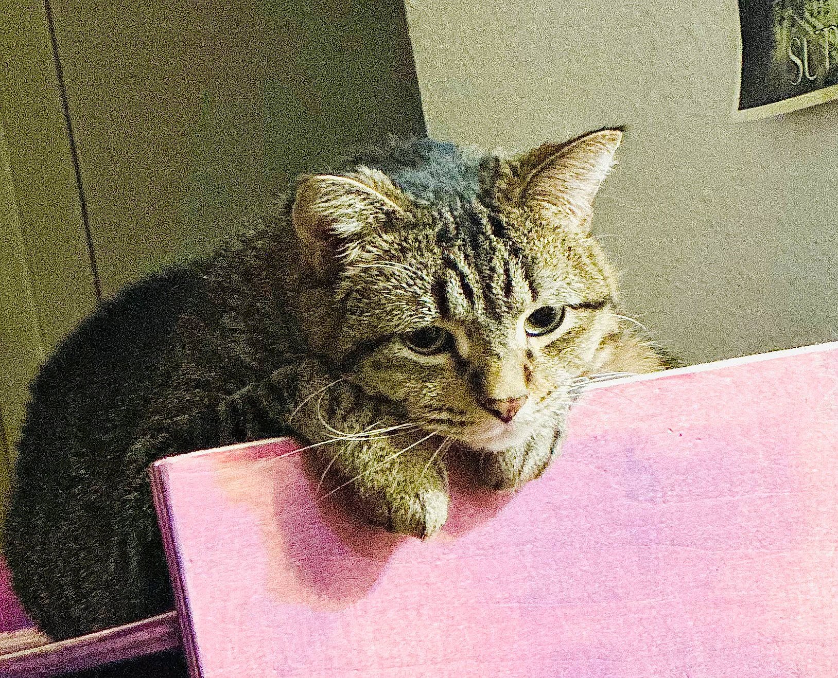 Barb is registered to the contest to win money with this photo: carnivore, cat, claw, domestic_short_haired_cat, ear, eye, felidae, fur, grass, hair, head, human_body, small_to_medium_sized_cats, snout, tail, terrestrial_animal, whiskers, wildlife, window