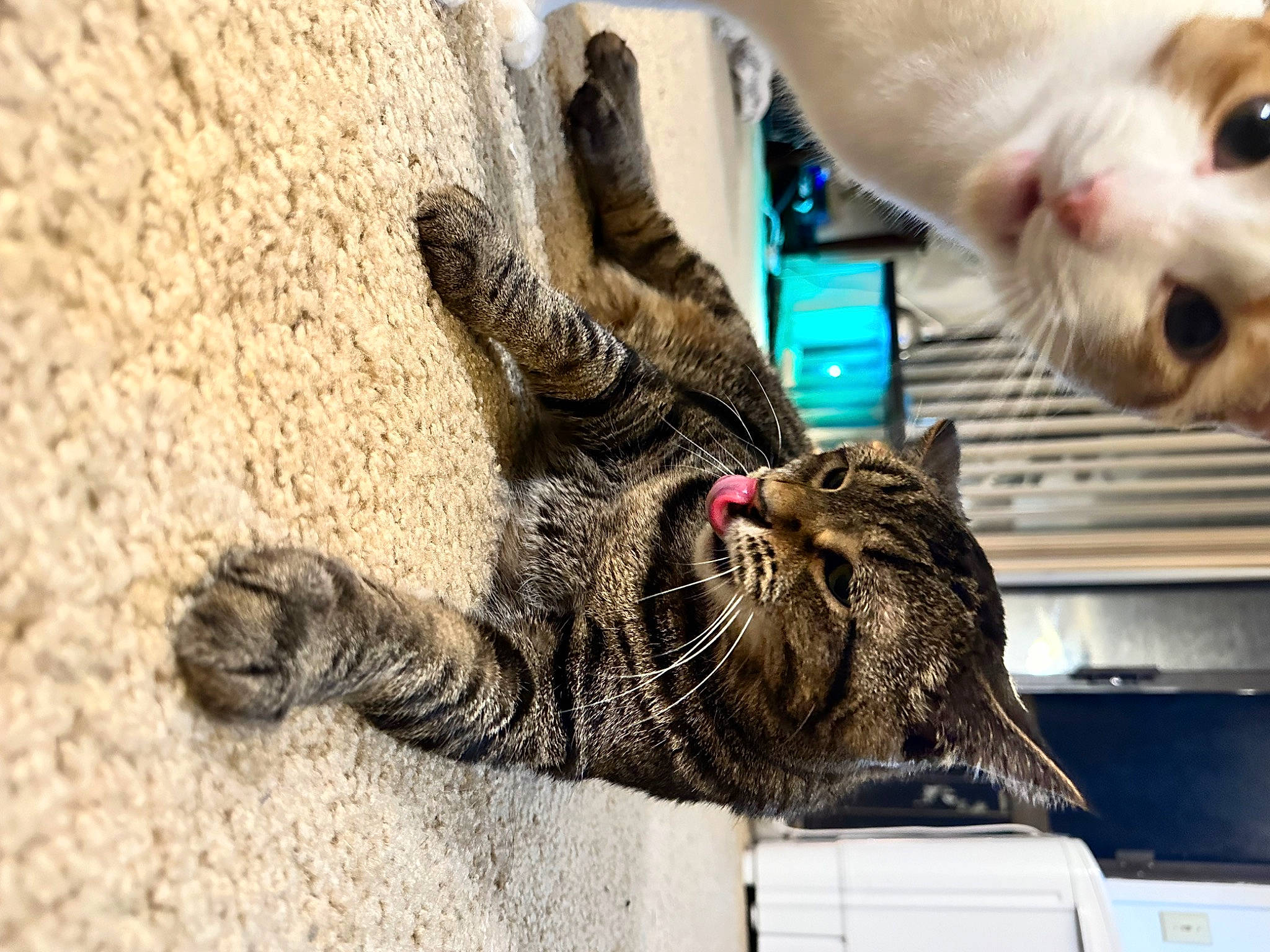 Barb is registered to the contest to win money with this photo: carnivore, cat, claw, domestic_short_haired_cat, fawn, felidae, foot, fur, gesture, human_leg, mammal, nail, paw, small_to_medium_sized_cats, snout, soil, tail, vertebrate, whiskers, wildlife