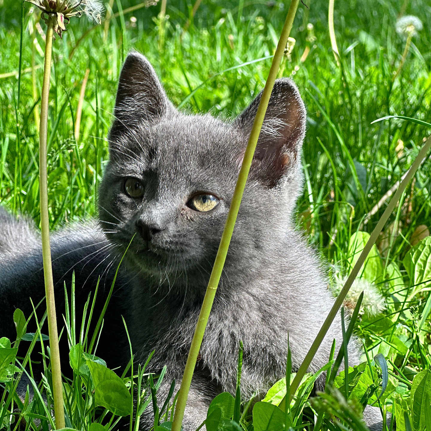 Sebastian is registered to the contest to win money with this photo: abyssinian, animal, cat, daisy, dandelion, field, flower, grass, grassland, green, herbal, herbs, kitten, leaf, manx, nature, outdoors, pet, plant, vegetation