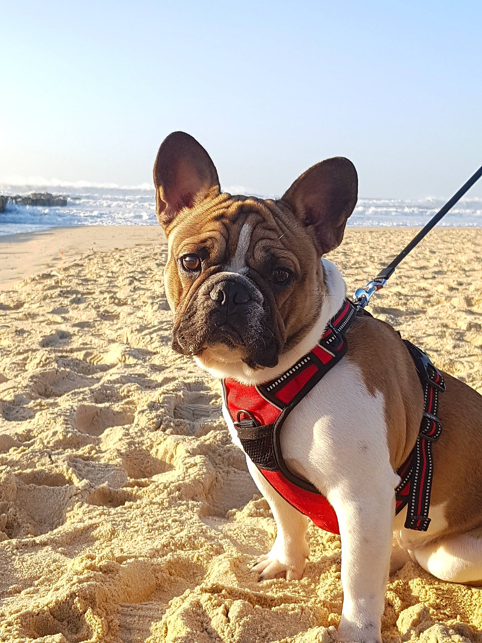 Phalco a rejoint le concours — aidez-le/la à gagner de superbes lots ! adventure, beach, bulldog, canidae, carnivore, collar, companion_dog, dog, dog_breed, dog_collar, fawn, french_bulldog, leash, mammal, non_sporting_group, olde_english_bulldogge, sand, snout, toy_bulldog, vacation