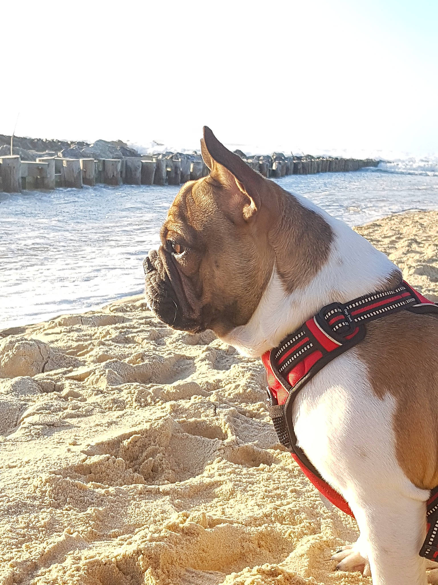 Phalco participe au concours pour gagner de l'argent avec cette photo : american_pit_bull_terrier, american_staffordshire_terrier, canidae, carnivore, collar, dog, dog_breed, dog_collar, fawn, leash, non_sporting_group, olde_english_bulldogge, pit_bull, snout, sporting_group, vacation