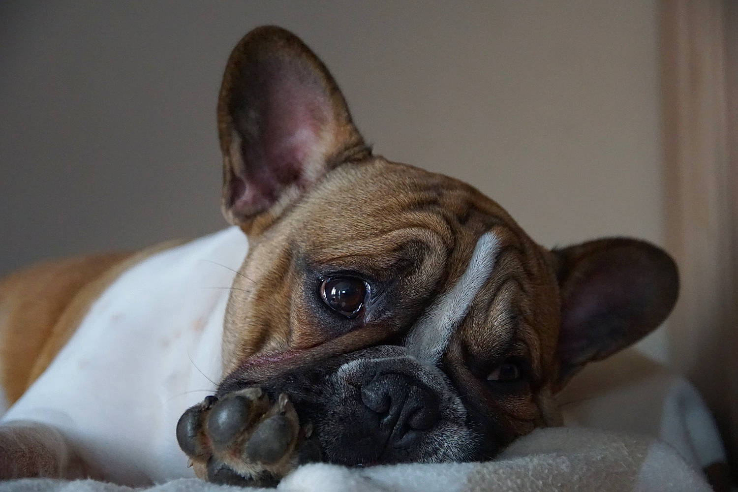 Phalco participe au concours pour gagner de l'argent avec cette photo : bulldog, canidae, carnivore, companion_dog, dog, dog_breed, ear, eye, fawn, french_bulldog, mammal, non_sporting_group, old_english_bulldog, olde_english_bulldogge, puppy, skin, snout, toy_bulldog, vertebrate, whiskers