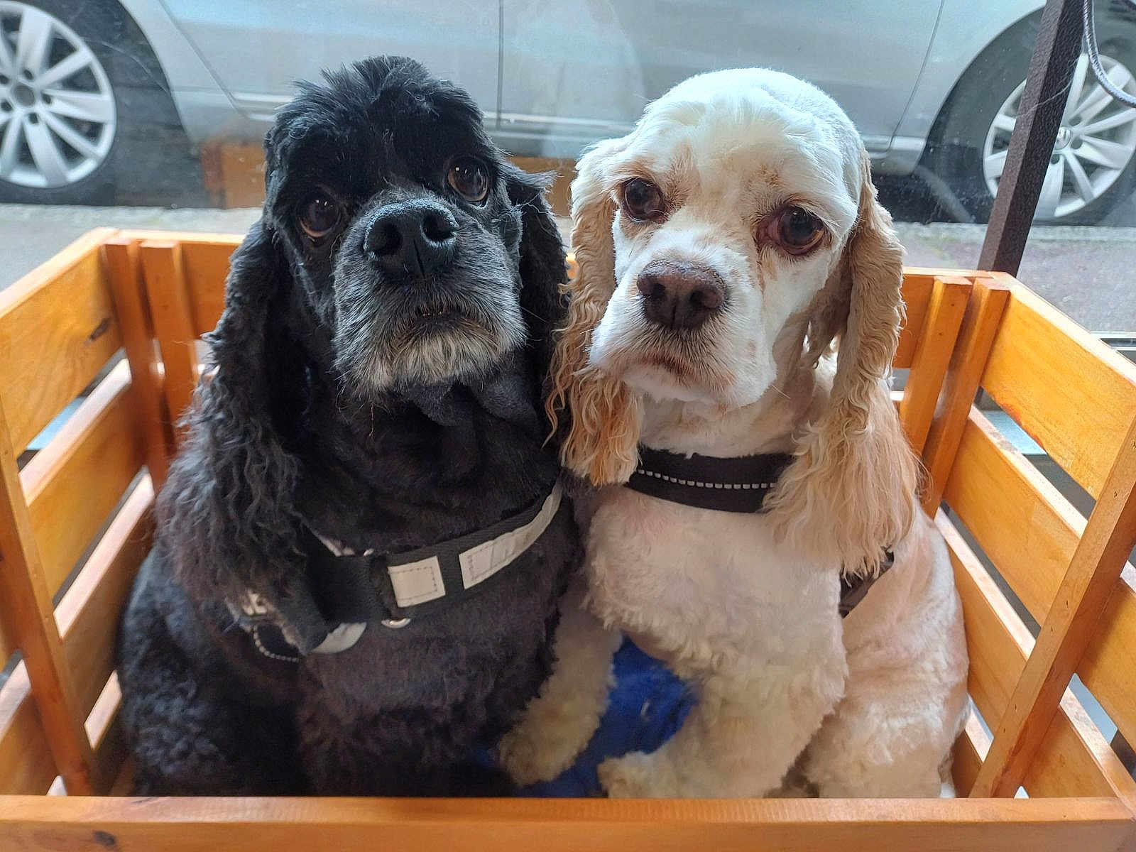 Oona Et Onyx a rejoint le concours — aidez-le/la à gagner de superbes lots ! dog, cocker_spaniel, black_dog, white_dog, pet, animal, wooden_crate, harness, indoor, window, car, curious, closeup, companion, pair, cute, furry, portrait, sitting, domestic_animal