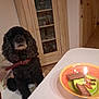 Oona Et Onyx a rejoint le concours — aidez-le/la à gagner de superbes lots ! dog, black_dog, curly_fur, chair, table, bowl, dog_treats, birthday_candle, indoor, kitchen, cabinet, tile_floor, collar, pet, celebration, food, furniture, home, animal, waiting