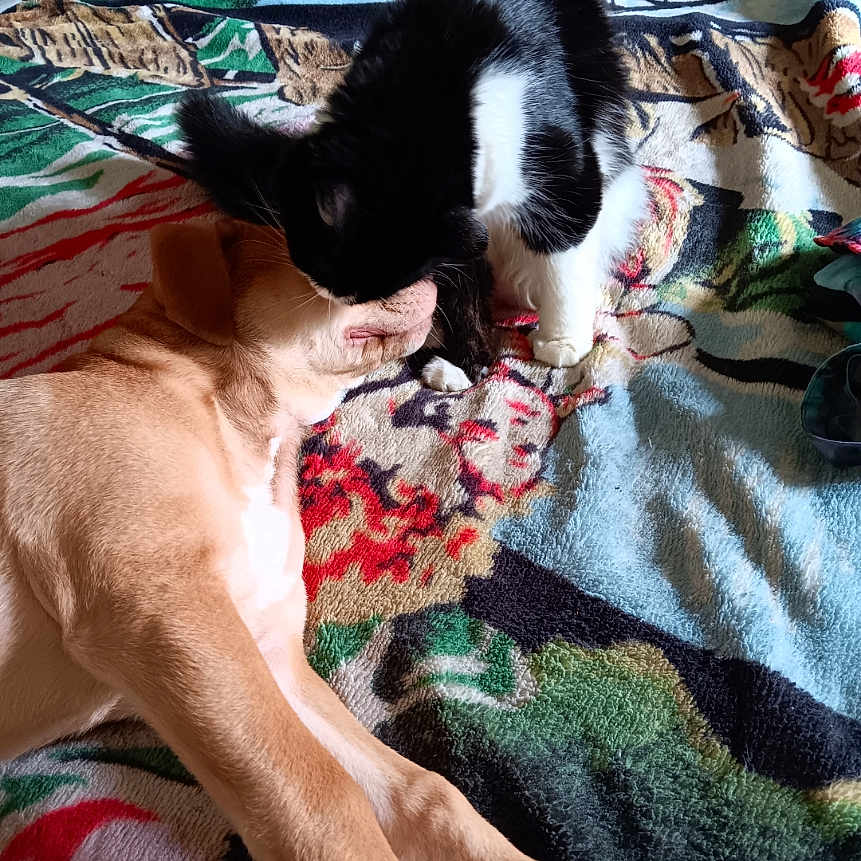 Bliss is registered to the contest to win money with this photo: affection, animal, black_and_white_cat, blanket, brown_dog, cat, close_up, companion, cozy, cute, dog, domestic_animals, friendship, furry, indoor, lying_down, nuzzling, pet, playful, resting