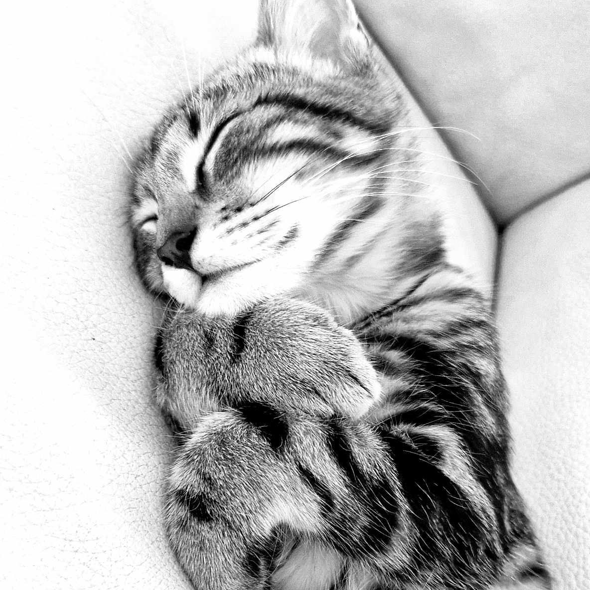 Tout Ptit participe au concours pour gagner de l'argent avec cette photo : abyssinian, animal, blanket, cat, chair, couch, electronics, face, furniture, hardware, head, kitten, manx, ocelot, person, pet, photography, portrait, sleeping, tiger