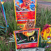 Poppy Rose joined the competition — help win amazing prizes! dog, pomeranian, pet, costume, pokemon, trading_card, custom_card, outdoor, garden, grass, plants, flowers, toy, pokeball, orange_costume, portrait, small_dog, fluffy, happy, colorful