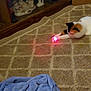 cat, calico_cat, carpet, laser_dot, blanket, indoor, pet, playing, furniture, decor, figurine, shelf, pattern, cozy, home, animal, paw, stretching, light, toy