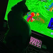 Kali joined the competition — help win amazing prizes! animal, cat, computer, dark, desk, entertainment, gaming, green, indoor, keyboard, light, monitor, observer, pet, pink, screen, shadow, silhouette, technology, video_game