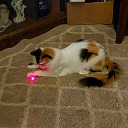 Kali is registered to the contest to win money with this photo: cat, calico, laser_pointer, carpet, indoor, pet, animal, playing, feline, tail, fur, box, decor, toy, brown, white, black, orange, floor, home