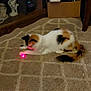 cat, calico, laser_pointer, carpet, indoor, pet, animal, playing, feline, tail, fur, box, decor, toy, brown, white, black, orange, floor, home