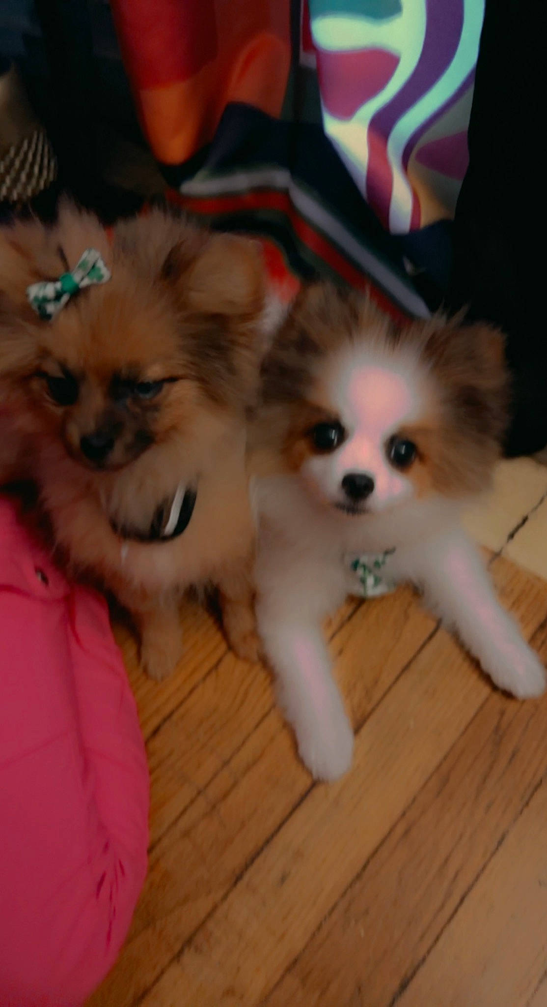 Maddie joined the competition — help win amazing prizes! carnivore, companion_dog, dog, dog_breed, dog_supply, fawn, flooring, fur, german_spitz_klein, hardwood, non_sporting_group, spitz, sporting_group, terrestrial_animal, toy_dog, vertebrate, whiskers, wood, working_animal, working_dog