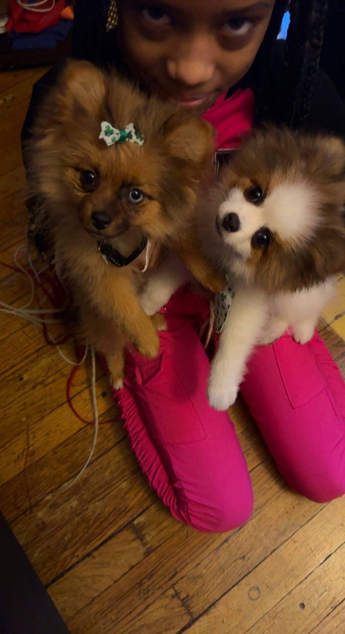 Maddie joined the competition — help win amazing prizes! carnivore, companion_dog, dog, dog_breed, dog_clothes, dog_supply, fawn, flooring, fur, german_spitz, german_spitz_klein, hardwood, plank, pomeranian, spitz, toy_dog, wood, wood_flooring, wood_stain, working_animal