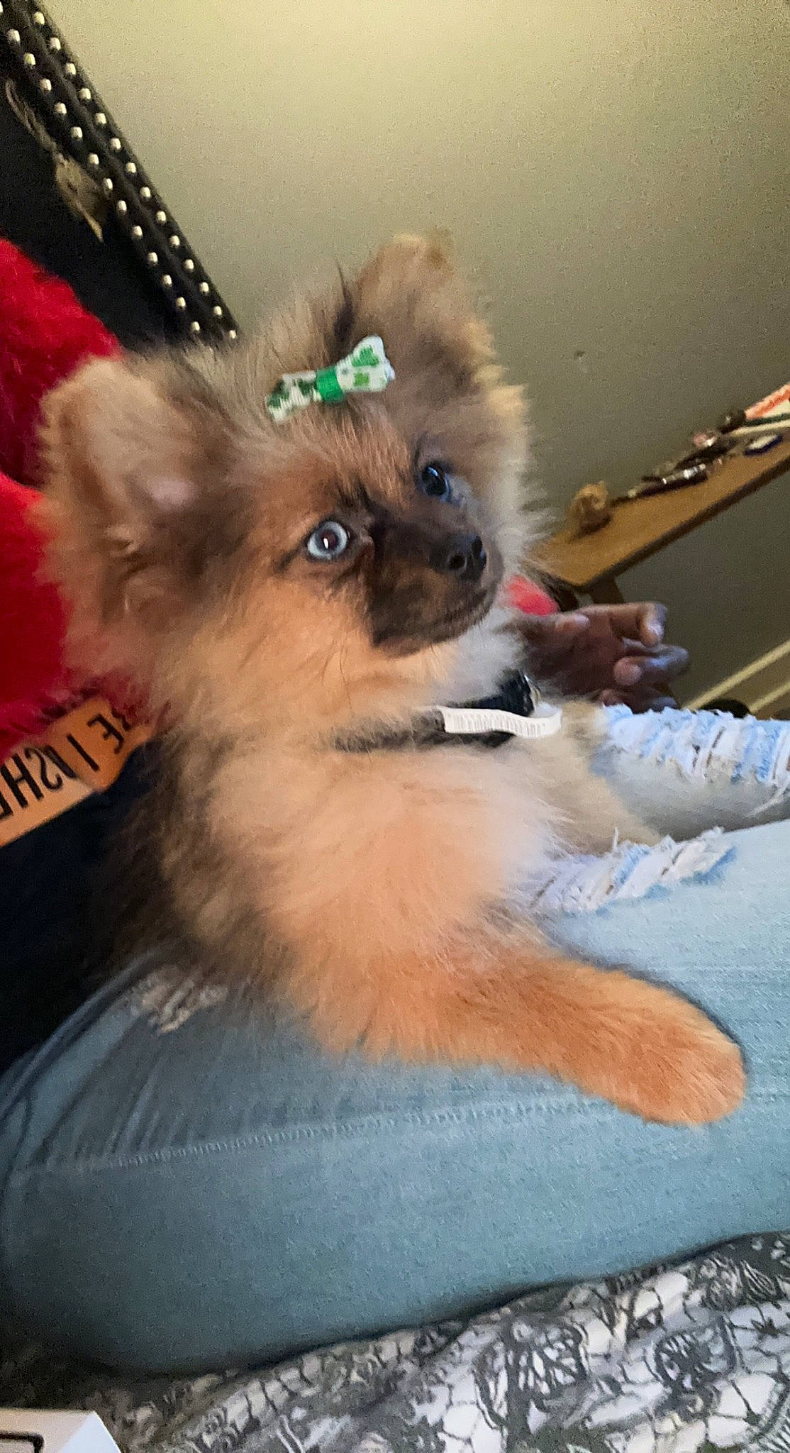 Maddie is registered to the contest to win money with this photo: canidae, carnivore, companion_dog, dog, dog_breed, dog_supply, fawn, fur, german_spitz_mittel, liver, non_sporting_group, paw, pomeranian, snout, spitz, sporting_group, toy_dog, volpino_italiano, whiskers, working_animal