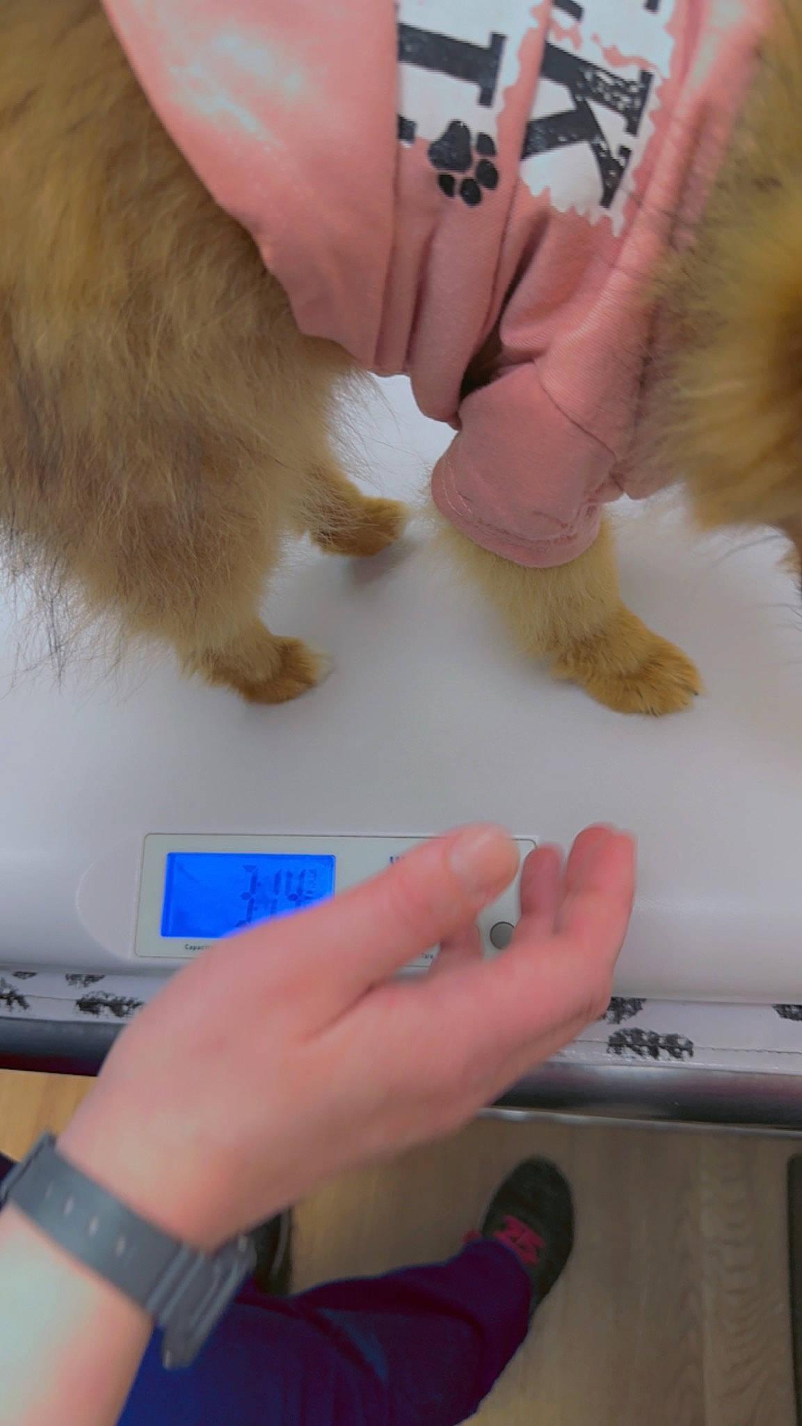 Maddie is registered to the contest to win money with this photo: art, carnivore, companion_dog, dog, dog_breed, finger, flooring, foot, fur, gesture, hand, human_leg, job, nail, paw, safety_glove, thumb, toy_dog, watch, wrist