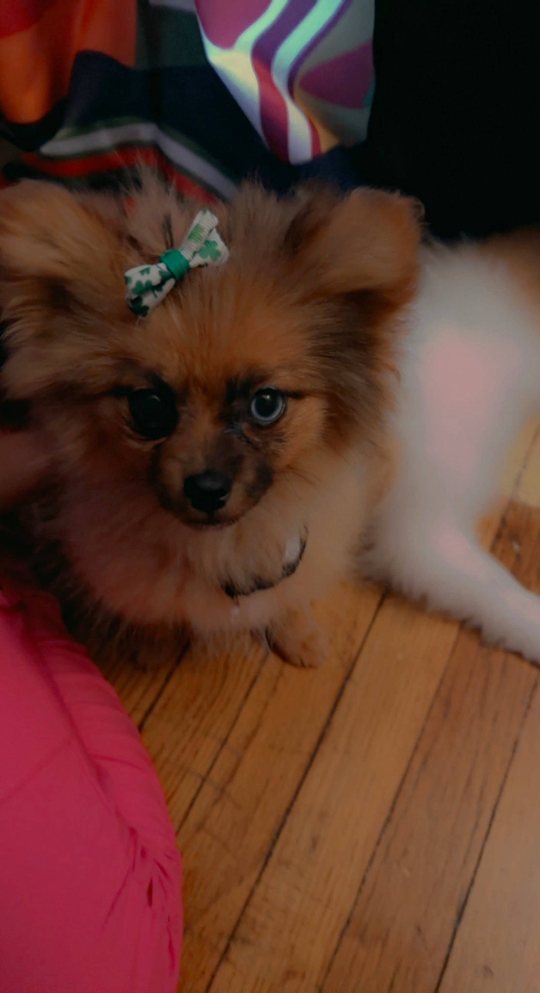 Maddie joined the competition — help win amazing prizes! canidae, carnivore, companion_dog, dog, dog_breed, dog_supply, fawn, flooring, fur, german_spitz_klein, hardwood, paw, pet_supply, spitz, terrestrial_animal, toy_dog, volpino_italiano, whiskers, wood, working_animal