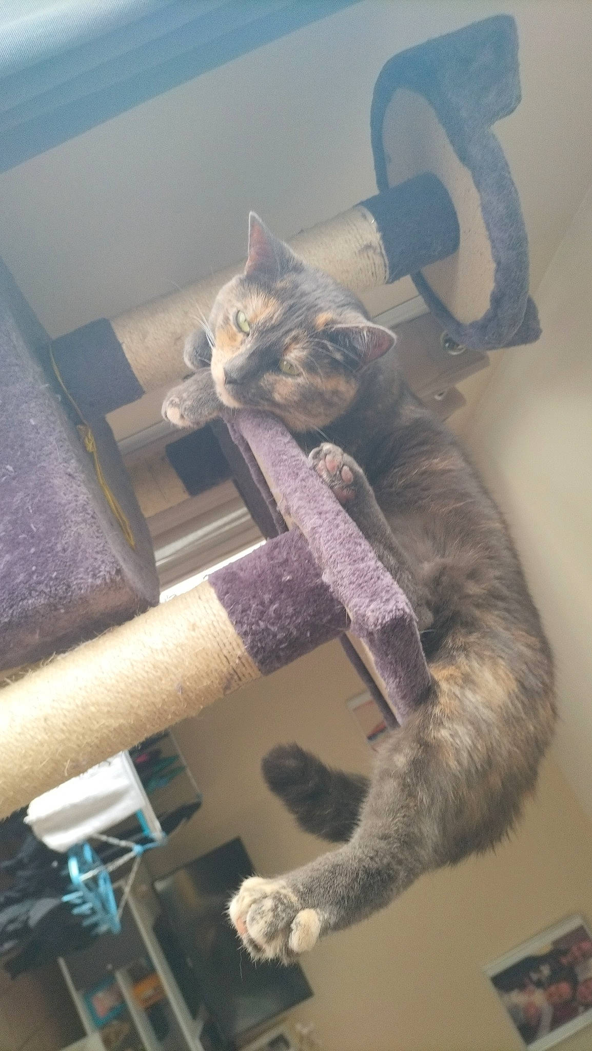 Shadow participe au concours pour gagner de l'argent avec cette photo : carnivore, cat, cat_supply, claw, comfort, domestic_short_haired_cat, fawn, felidae, fur, paw, small_to_medium_sized_cats, tail, whiskers