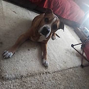 Scoobydoo joined the competition — help win amazing prizes! dog, carpet, indoor, bed, furniture, red_bedspread, pet, animal, canine, floor, cozy, relaxed, looking_up, curious, paw, light, home, room, resting, brown_dog