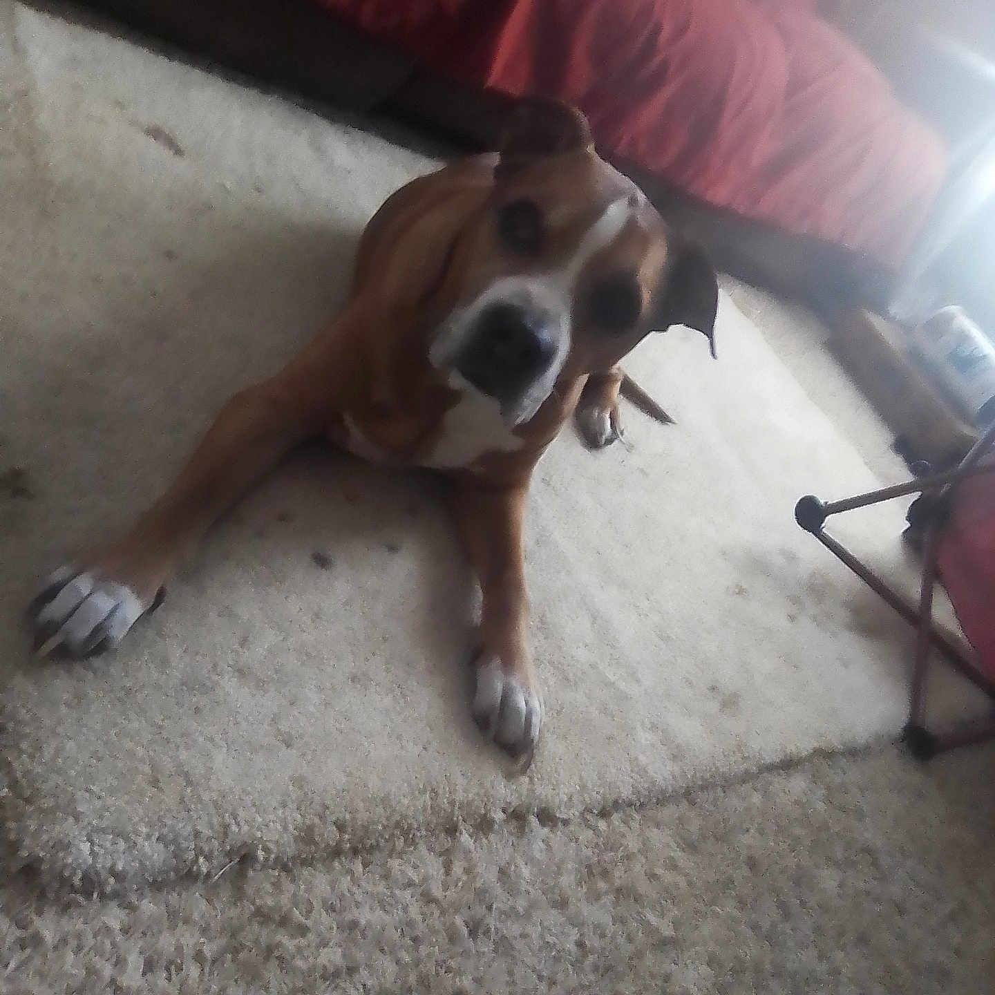 Scoobydoo
