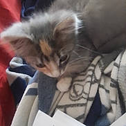 Layla Gucci is registered to the contest to win money with this photo: animal, blanket, cat, close_up, cozy, curious, cute, domestic, fabric, fur, furry, indoor, kitten, paper, pet, resting, small, soft, whiskers, young