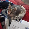 animal, blanket, cat, comfort, cozy, curious, cute, domestic, feline, fur, indoor, kitten, mail, paper, pet, red_couch, relaxed, resting, soft, young