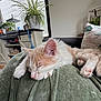 Rusty joined the competition — help win amazing prizes! cat, sleeping, fur, paw, blanket, couch, pillow, plant, window, bookshelf, home_interior, cozy, rest, indoor, relaxation, furniture, decor, pet, nap, soft