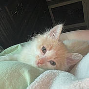 Rusty joined the competition — help win amazing prizes! kitten, cat, animal, pet, sleepy, blanket, cozy, fur, cute, indoor, resting, soft, closeup, whiskers, ears, face, domestic, young, comfort, nap