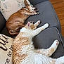 Rusty is registered to the contest to win money with this photo: dog, cat, sleeping, couch, pillow, indoor, pet, fur, relaxation, resting, animal, cozy, home, floor, wooden_floor, companion, cute, nap, domestic, furniture