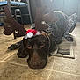 dog, reindeer_ears, santa_hat, tile_floor, vent, indoor, brown_dog, holiday_costume, lying_down, pet, canine, resting, kitchen, furniture, chair, cabinet, light, decor, floor, animal
