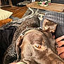 dog, brown_dog, close_up, couch, blanket, stuffed_toy, indoor, relaxed, pet, fur, amber_eyes, cozy, wooden_floor, table, hand, living_room, sunlight, comfort, resting, domestic_animal