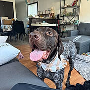 Beaux is registered to the contest to win money with this photo: dog, indoor, living_room, tongue_out, bandana, furniture, piano, shelf, decorations, wooden_floor, couch, blanket, window, happy, pet, canine, home, smiling, floor, tail