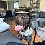 dog, indoor, living_room, tongue_out, bandana, furniture, piano, shelf, decorations, wooden_floor, couch, blanket, window, happy, pet, canine, home, smiling, floor, tail