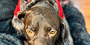 Beaux is registered to the contest to win money with this photo: dog, close_up, golden_eyes, red_garment, blanket, indoor, cozy, relaxed, pet, animal, fur, snout, paw, laying_down, warm_lighting, soft_texture, blurred_background, domestic, companion, portrait
