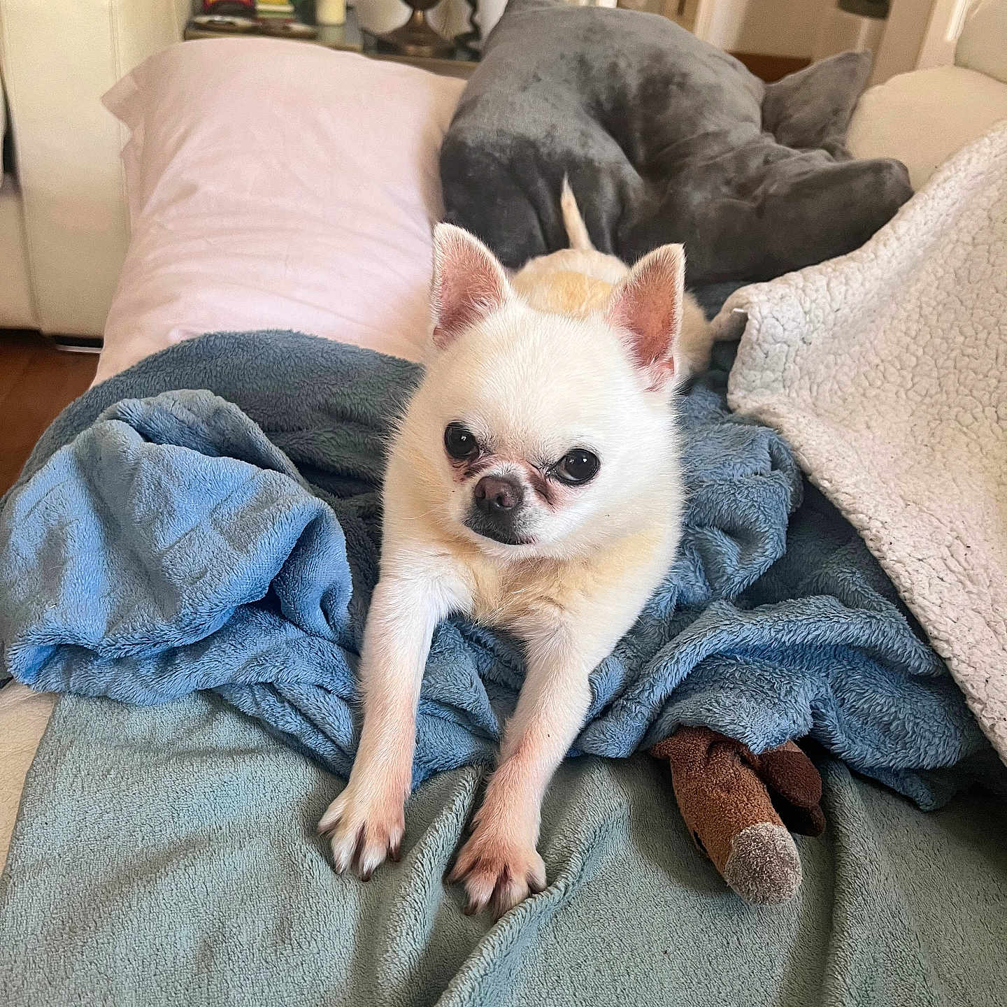 Pablo participe au concours pour gagner de l'argent avec cette photo : animal, bed, bedroom, blanket, candle, canine, cat, chihuahua, couch, cushion, dog, furniture, homedecor, indoors, pet, pillow, plant, puppy, quilt, room