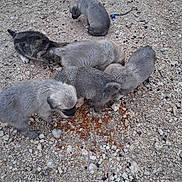 Waffle joined the competition — help win amazing prizes! animal, pup, otter, mammal, fluffy, gray, feeding, food, snack, gravel, outdoor, wildlife, group, young_animals, cute, animal_behavior, ground, pebbles, nature, photography