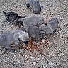 animal, pup, otter, mammal, fluffy, gray, feeding, food, snack, gravel, outdoor, wildlife, group, young_animals, cute, animal_behavior, ground, pebbles, nature, photography
