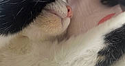 Duchesse a rejoint le concours — aidez-le/la à gagner de superbes lots ! cat, paw, fur, nose, sleeping, resting, whiskers, closeup, cute, animal, pet, black_and_white, pink, soft, feline, indoor, cozy, relaxed, mammal, whisker
