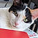 Duchesse
