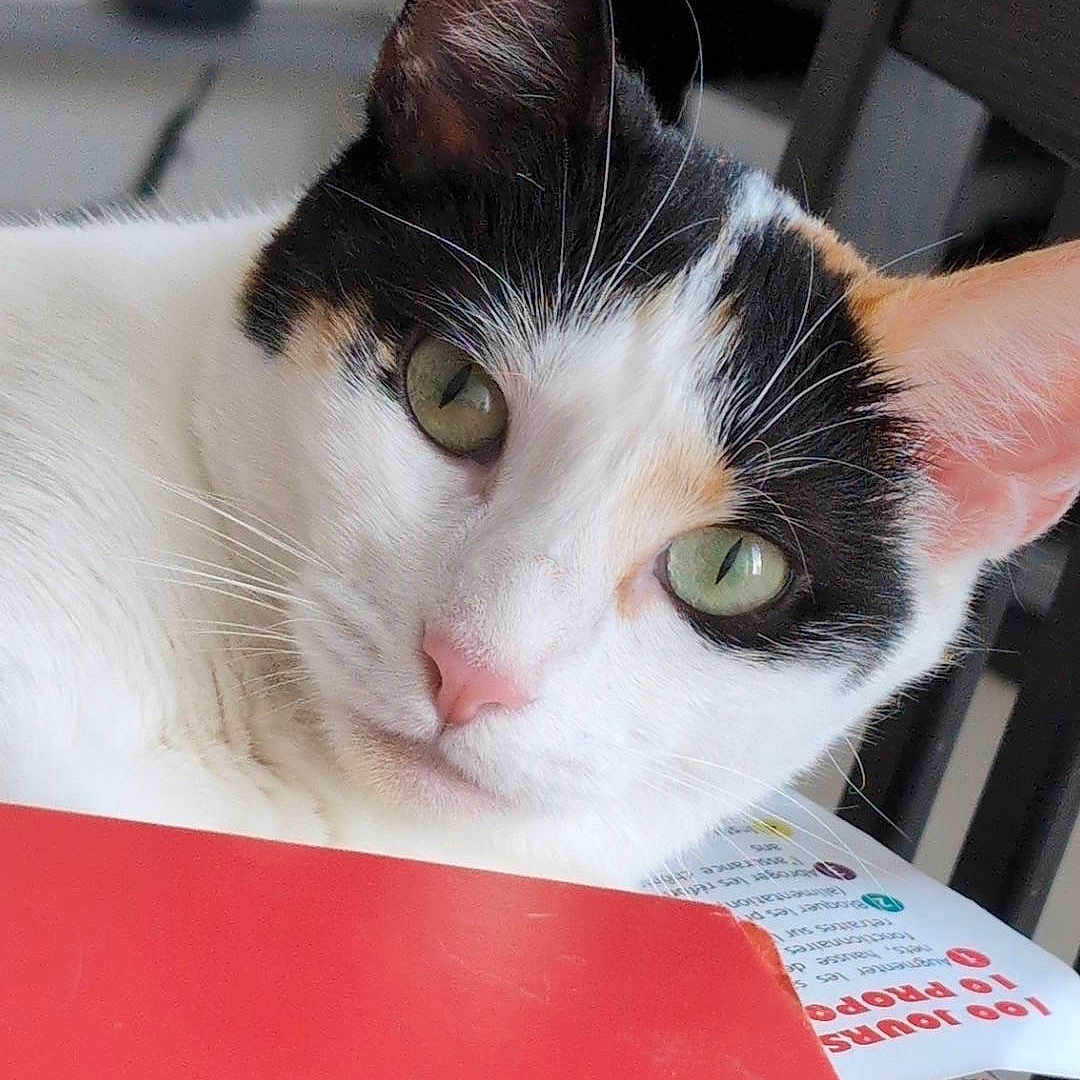 Duchesse a rejoint le concours — aidez-le/la à gagner de superbes lots ! cat, calico_cat, green_eyes, pet, indoor, closeup, curious, feline, whiskers, ears, pink_nose, domestic_animal, table, paper, chair, household, soft_light, relaxed, portrait, animal
