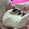 Duchesse participe au concours pour gagner de l'argent avec cette photo : cat, sleeping, blanket, bed, pink, flamingo_pattern, paw, fur, white_cat, black_patches, cozy, relaxed, indoor, pet, domestic_animal, cute, resting, feline, soft_texture, comfort