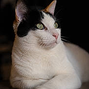 Duchesse a rejoint le concours — aidez-le/la à gagner de superbes lots ! animal, black_and_white, calm, cat, close_up, cute, domestic_cat, feline, floor, fur, green_eyes, indoor, looking_away, paws, pet, portrait, relaxed, resting, soft_light, whiskers