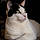 Duchesse
