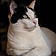 Duchesse