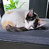 cat, calico_cat, chair, cushion, indoor, plant, floor, resting, pet, feline, fur, animal, domestic, quiet, relaxed, houseplant, modern, seat, looking, daylight