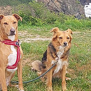 Kaline participe au concours pour gagner de l'argent avec cette photo : dog, outdoor, grass, leash, harness, rock, cliff, nature, animal, pet, canine, field, wild, scenery, landscape, sky, coast, water, fur, sitting