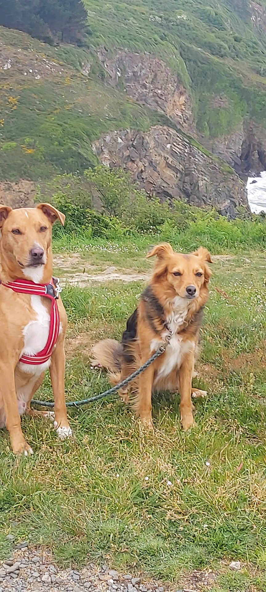 Kaline participe au concours pour gagner de l'argent avec cette photo : dog, outdoor, grass, leash, harness, rock, cliff, nature, animal, pet, canine, field, wild, scenery, landscape, sky, coast, water, fur, sitting